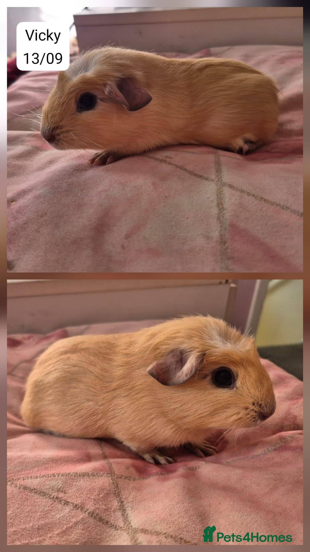 Guinea Pig rodents for sale: Four stunning baby guinea pigs 👀🏡 - Advert 1