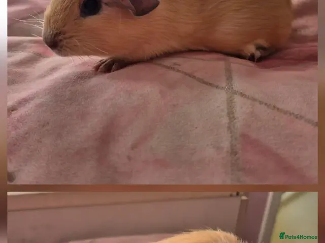 Guinea Pig rodents for sale: Four stunning baby guinea pigs 👀🏡 - Advert 2