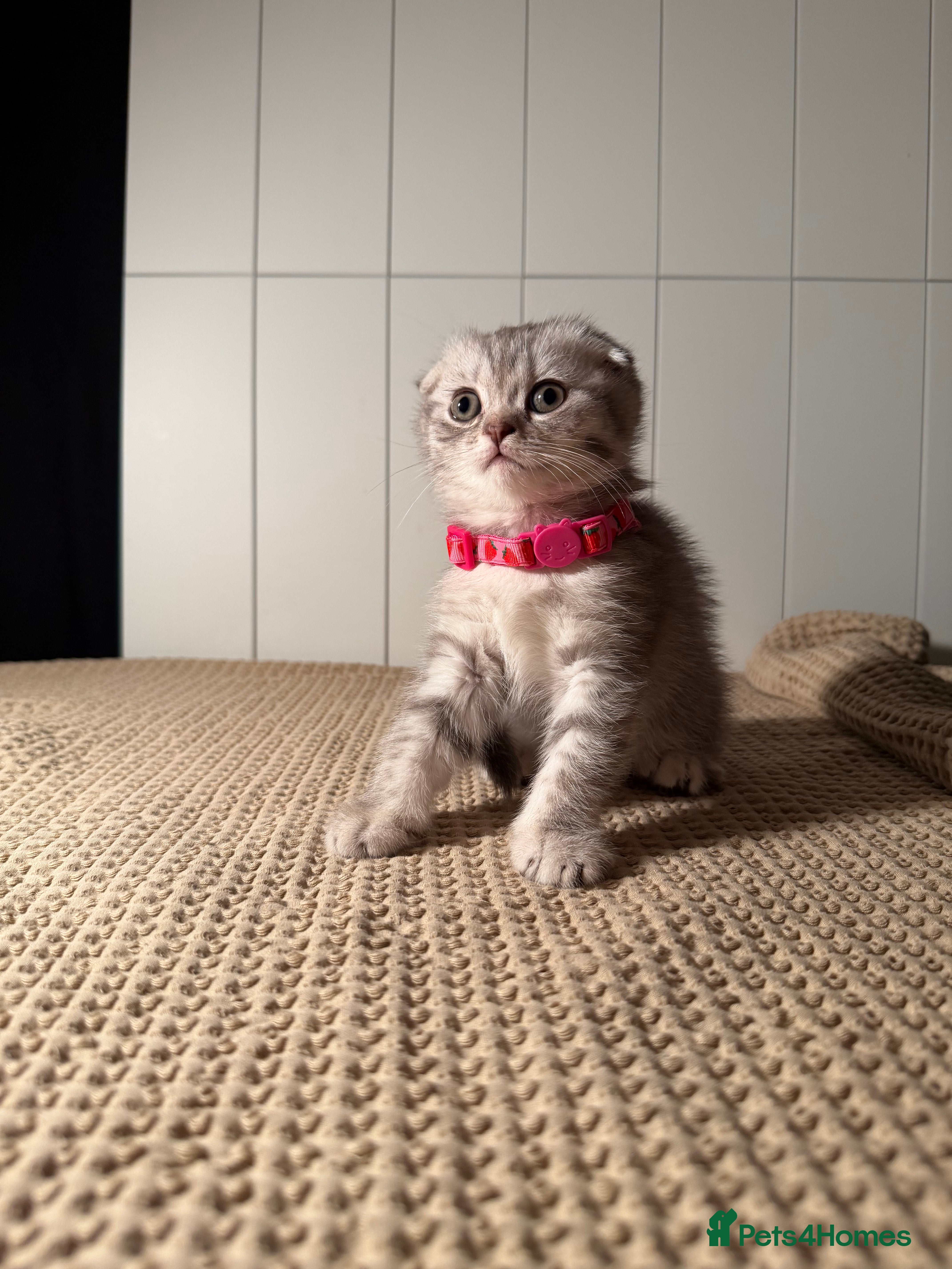 Scottish Fold cats ⭐️ Beautiful Scottish Folds ⭐️ - Advert 2