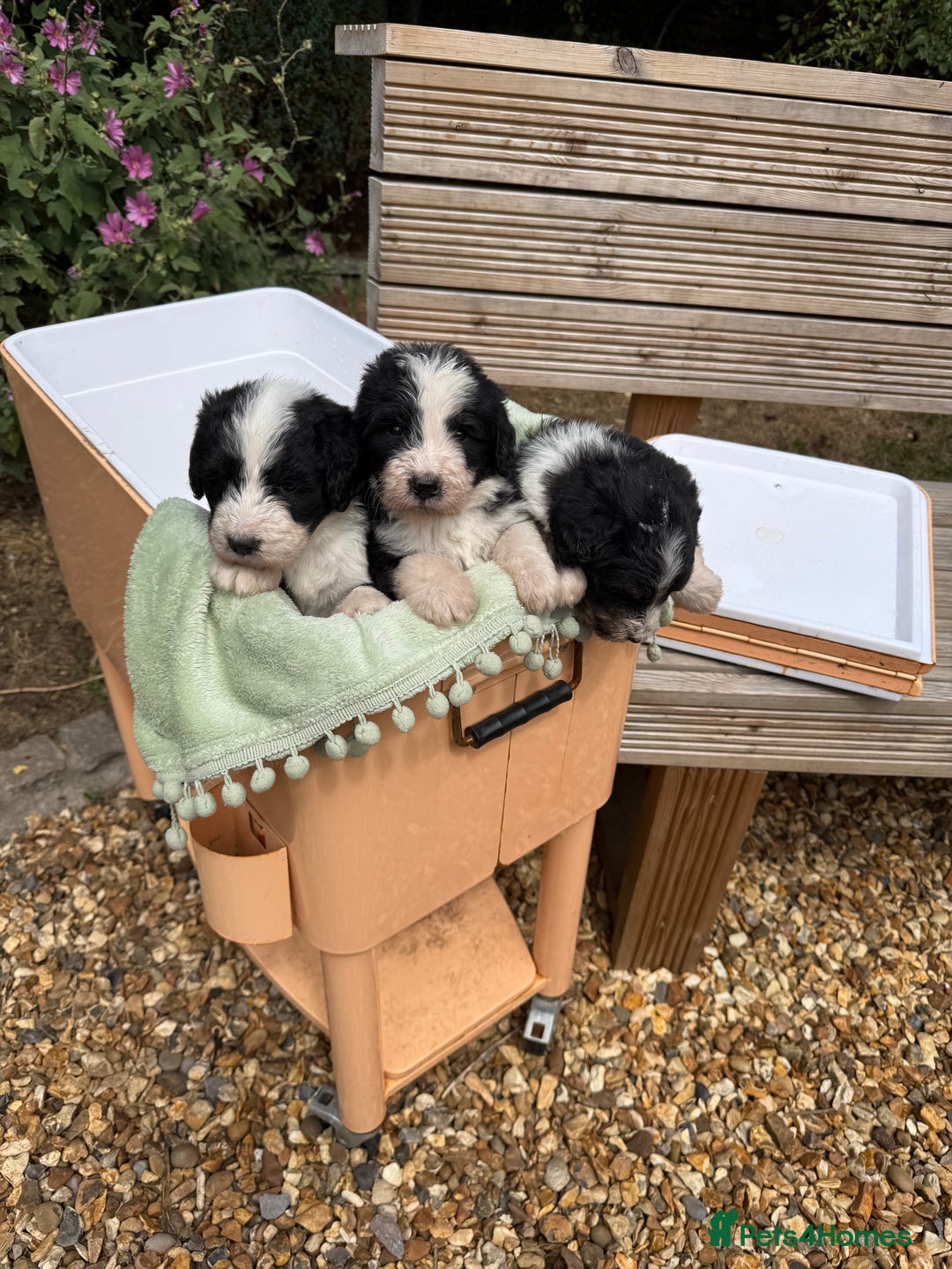 Bernedoodle dogs for sale: Bernadoodle 4 male home bred puppies  - Image 30