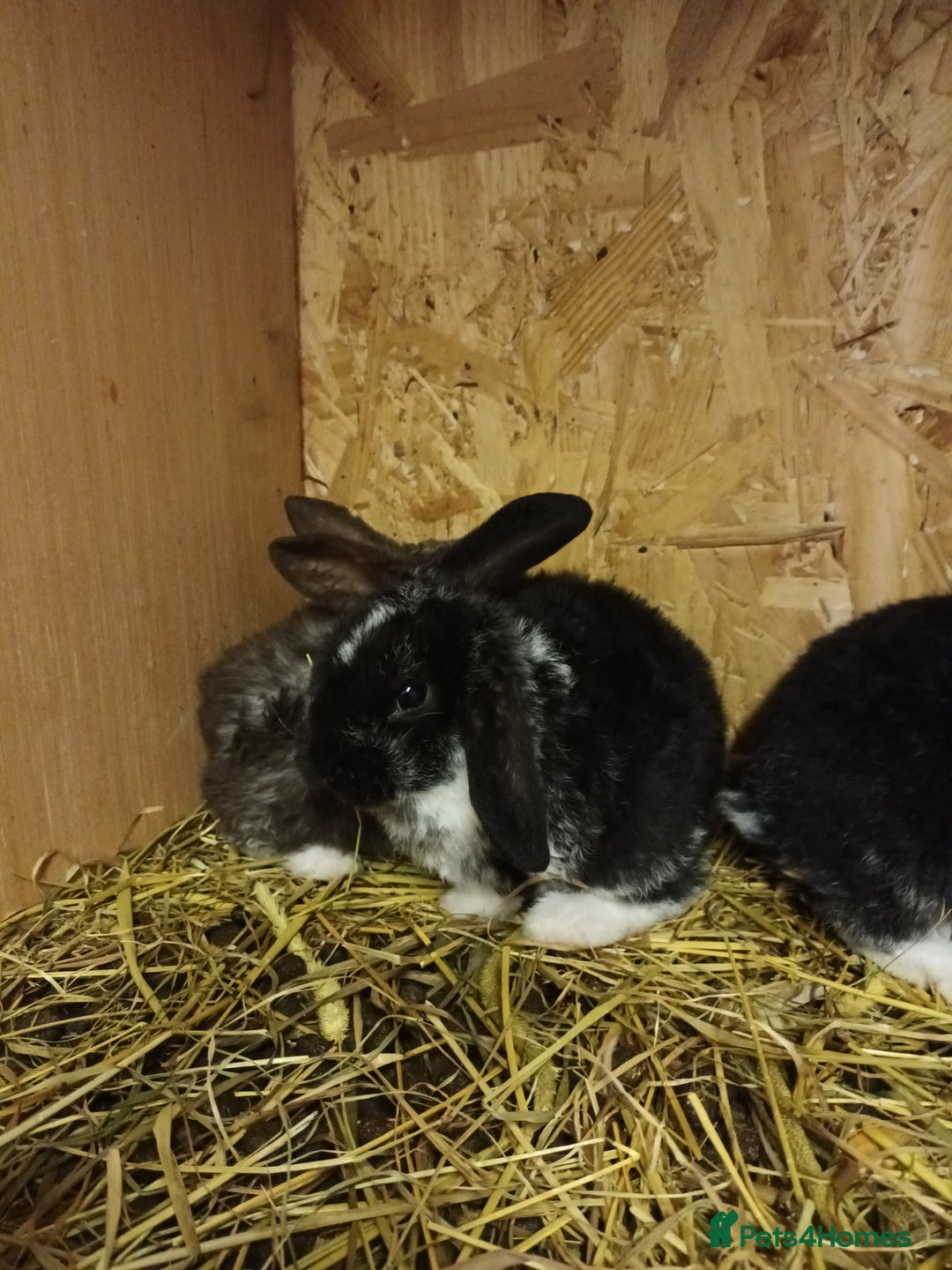 Mini Lop rabbits for sale: Plush mini lops  - Image 1