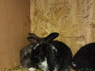 Mini Lop rabbits - Advert 2