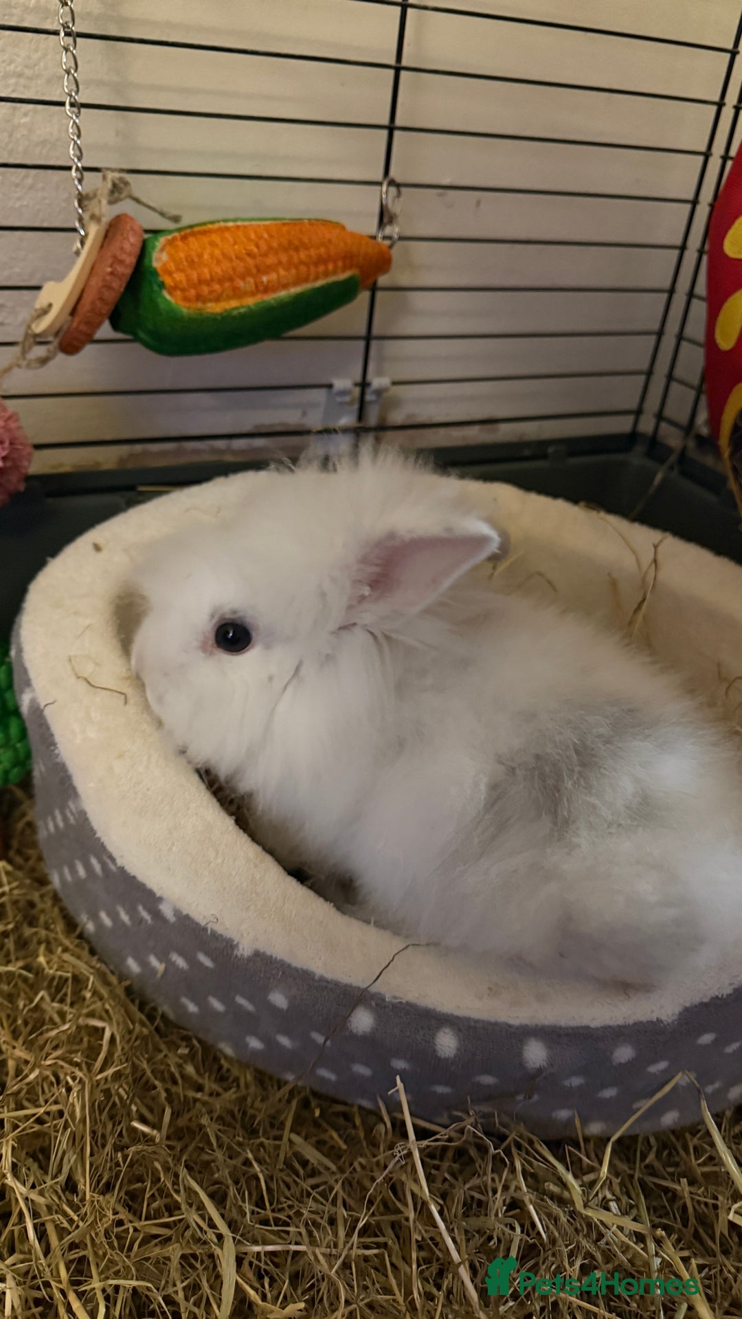 Lionhead rabbits for sale: Baby Lion head and Rex for sale!  - Image 12