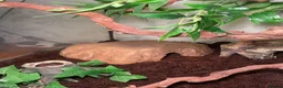 Python Snake reptiles for sale: firebelly x banana albino royal python - Advert 6