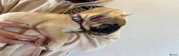 French Bulldog dogs for sale: French 🐶💙Bulldog Puppies🐶💙 - Advert 14