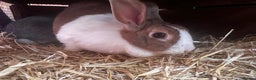 Dutch rabbits for sale: Large female breeding Dutch rabbit for sale £FREE - Advert 4