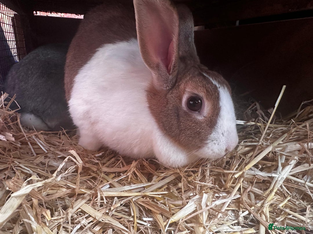 Dutch rabbits for sale: Large female breeding Dutch rabbit for sale £FREE - Advert 4