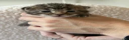 Maine Coon cats for sale: Beautiful Maine Coon kittens purebred  - Advert 17