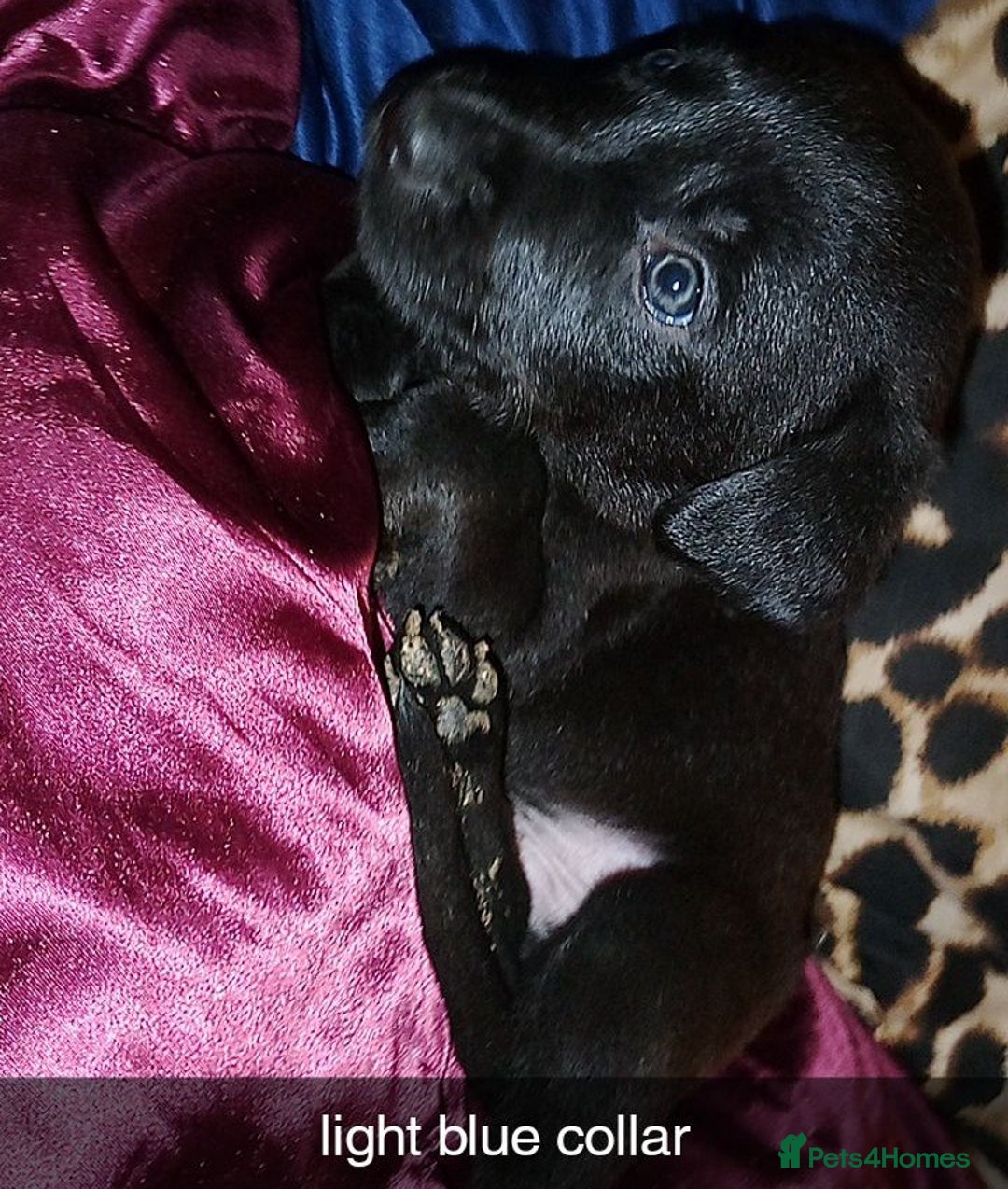 Mixed Breed dogs for sale: 10 lovely pups will be ready to go this week - Image 10