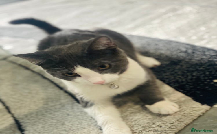 Domestic Shorthair cats - Advert 5