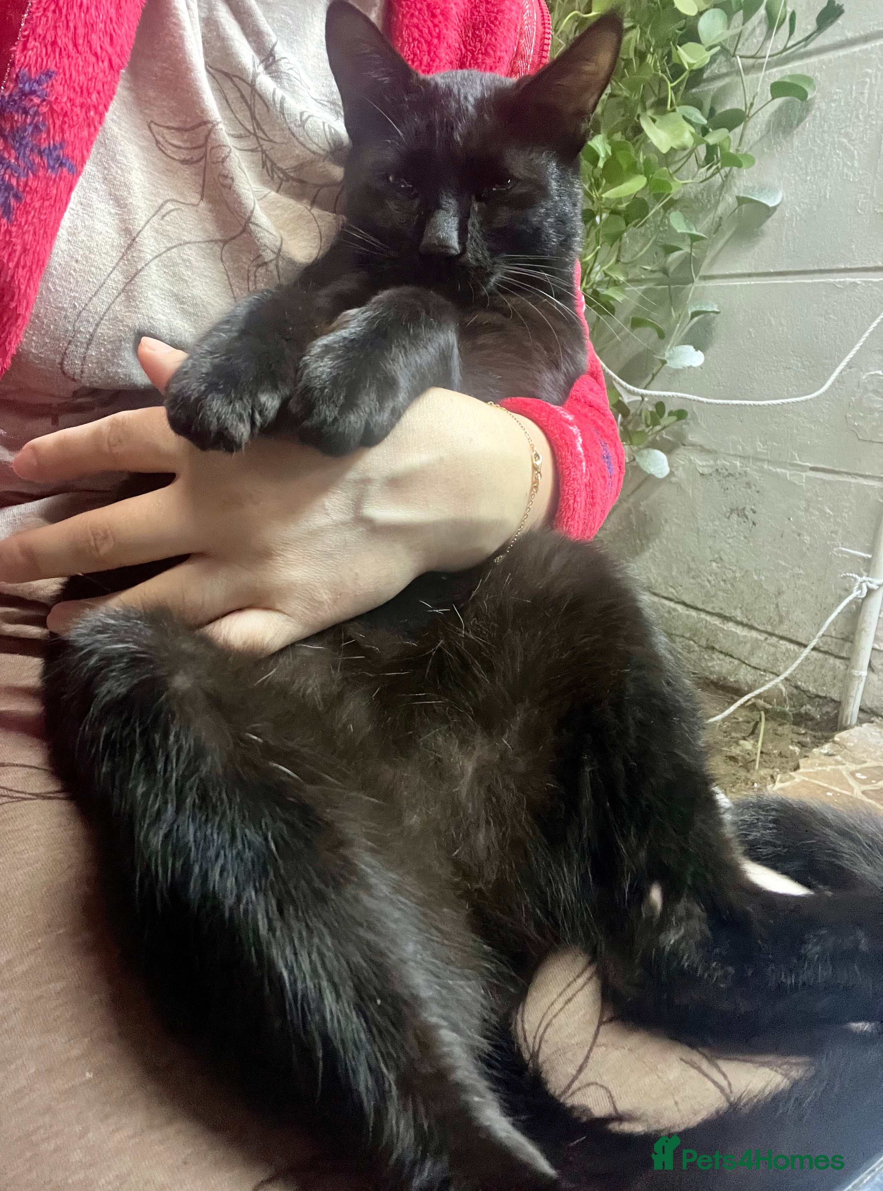 Arabian Mau cats Bagheera - Advert 1