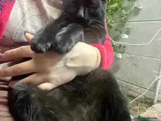 Arabian Mau cats Bagheera - Advert 1