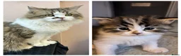 Persian cats for sale: Beautiful kittens  - Advert 17
