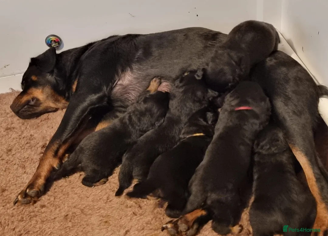 Rottweiler dogs for stud: 22 champions kc Rottweiler stud  in Romford - Advert 17