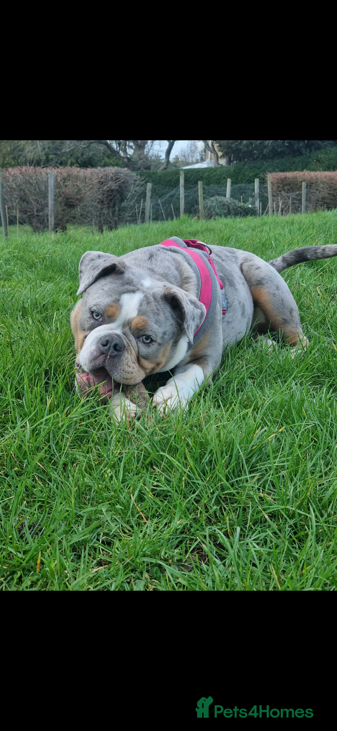 Old Tyme Bulldog dogs Merle old tyme English girl  - Advert 14