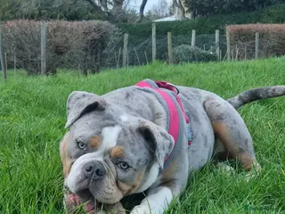 Old Tyme Bulldog dogs Merle old tyme English girl - Advert 14