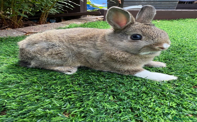 Netherland Dwarf rabbits - Advert 9