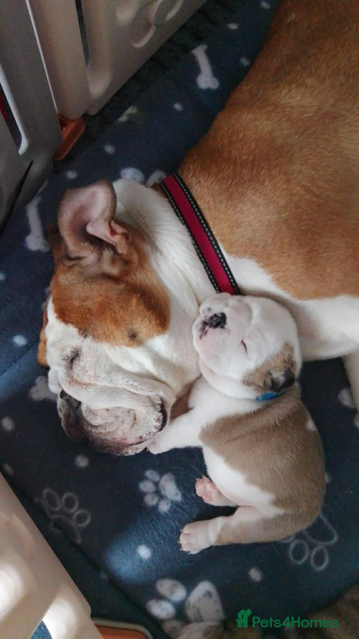 English Bulldog dogs English bulldog  - Advert 1