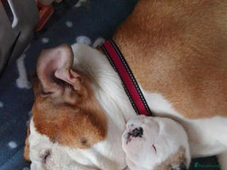 English Bulldog dogs English bulldog - Advert 1