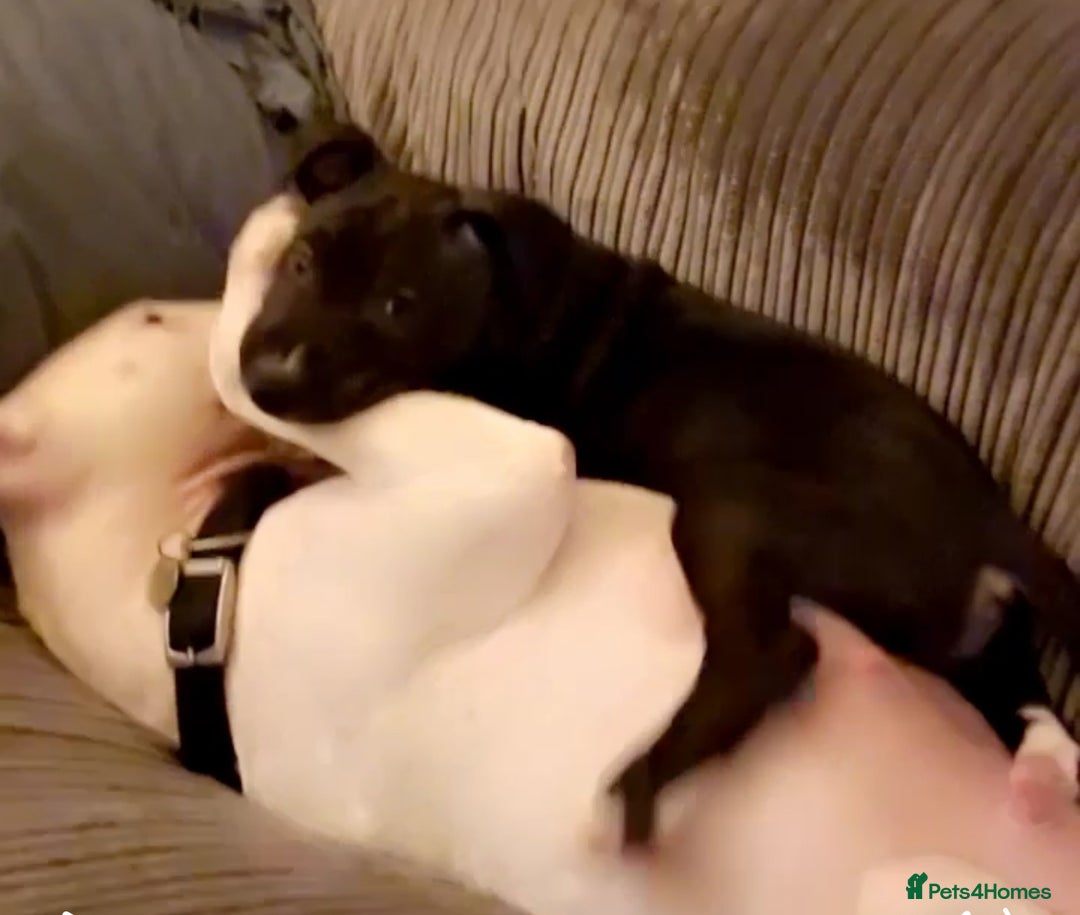 Mixed Breed dogs for sale: Black and white english bull terrier cross - Advert 16