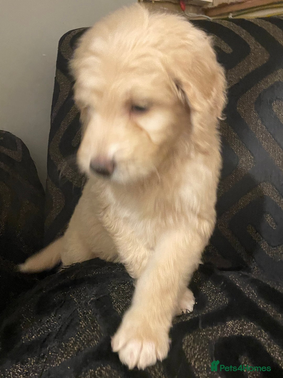 Mixed Breed dogs for sale: Amazing Cockerpoo/Bernadoodle puppies ❤️🐶 - Image 8