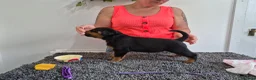 Rottweiler dogs for sale: Stunning fully health tested rottweiler pups in Sheffield - Advert 11