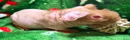 Guinea Pig rodents for sale: Superb Friendly pair of Skinny Pig Boys - Advert 11