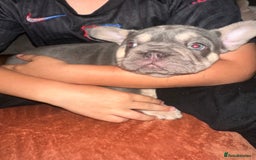 French Bulldog dogs for sale: Beautiful French Bulldog litter  - Image 8