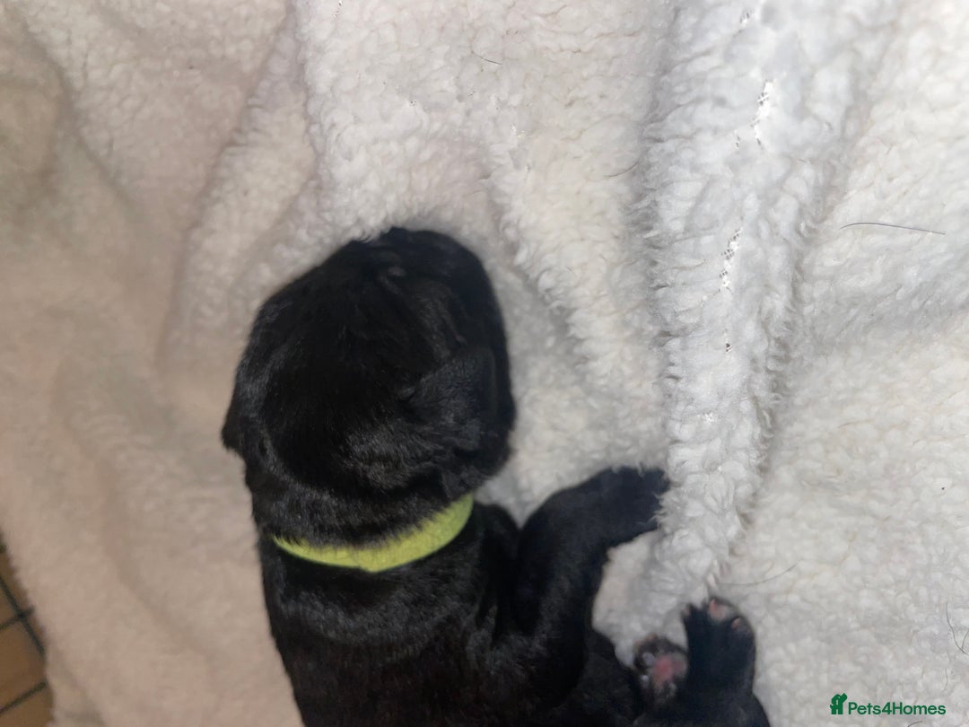 Cane Corso dogs for sale: Harlequin cane corso x pedigree cane corso puppies - Advert 31
