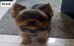 Yorkshire Terrier dogs for sale: Gorgeous puppies❤️❤️🩵🩵 - Advert 22