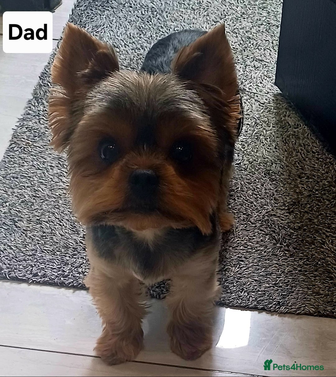 Yorkshire Terrier dogs for sale: Gorgeous puppies❤️❤️🩵🩵 - Advert 22