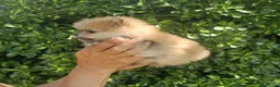 Pomeranian dogs for sale: Show class potential Pomeranians  - Advert 27