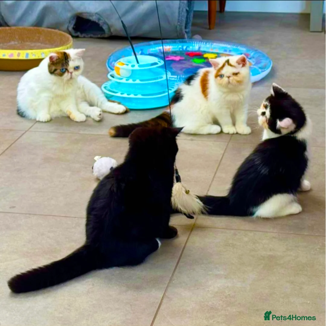 Persian cats for stud: GCCF Active Persian Exotic stud-PKD/PRA&FELV clear in Gerrards Cross - Advert 14