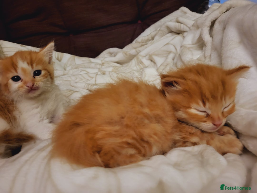 Mixed Breed cats for sale: 2 Beautiful Ginger Male Kittens.  - Image 17