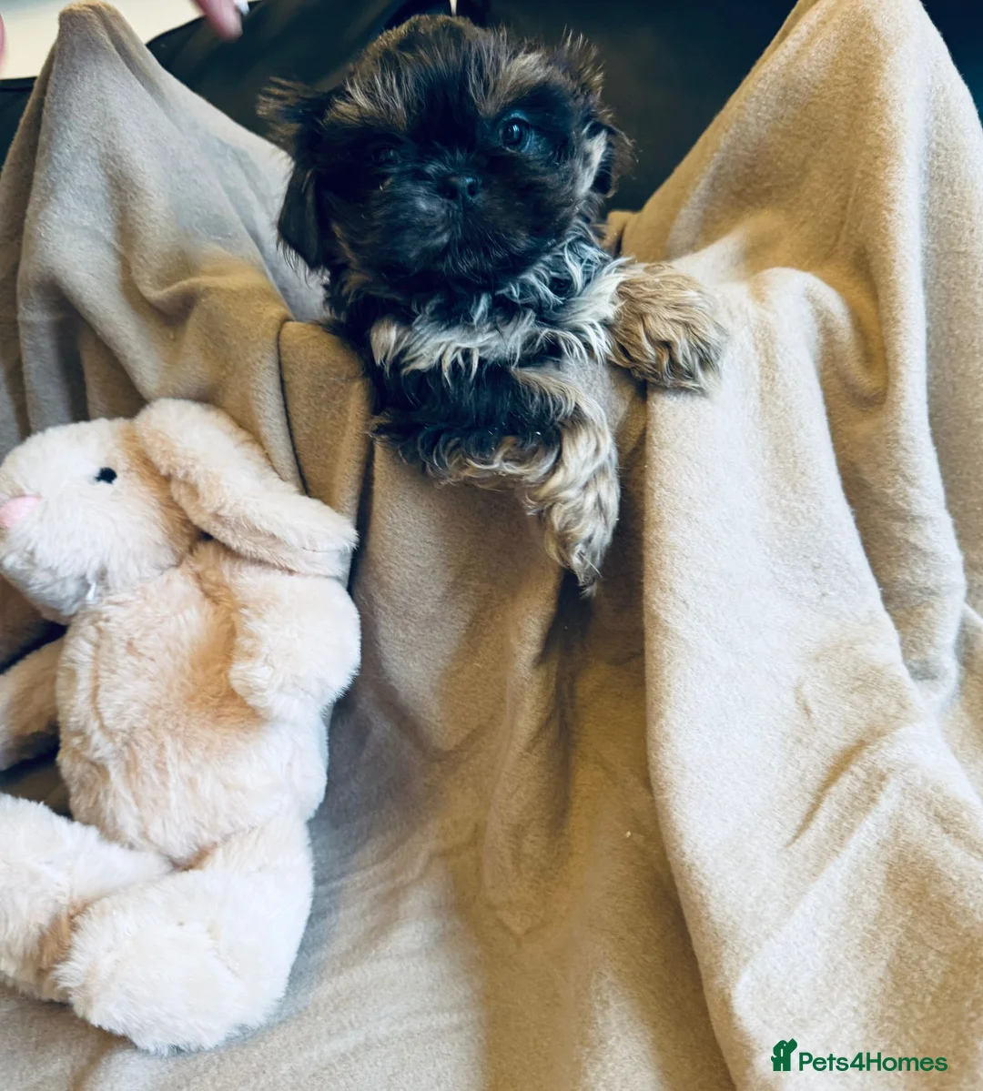 Shih Tzu dogs for sale: Gorgeous, outstanding imperial shih tzu puppies - Advert 15