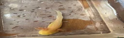 Axolotl reptiles for sale: Baby Axolotls  in Colchester - Advert 5
