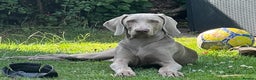 Weimaraner dogs for stud:  Stud looking for love! in Grimsby - Advert 5