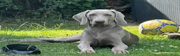 Weimaraner dogs for stud:  Stud looking for love! in Grimsby - Advert 5