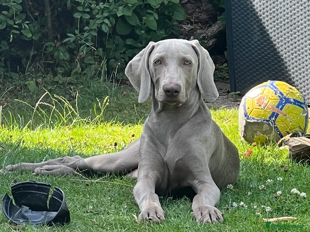 Weimaraner dogs for stud:  Stud looking for love! in Grimsby - Advert 5