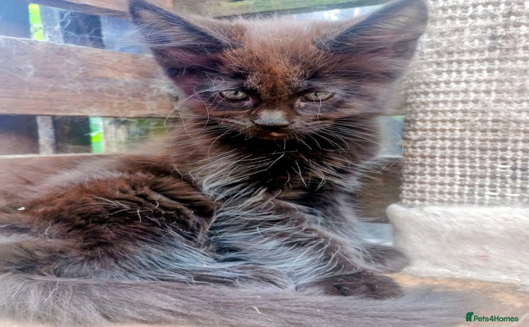 Maine Coon cats - Advert 16