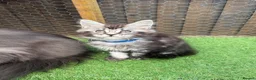 Maine Coon cats for sale: Blue smoke kittens from champion blood line - Advert 18