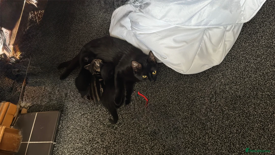 Mixed Breed cats for sale: 2 black kittens  in London - Advert 5