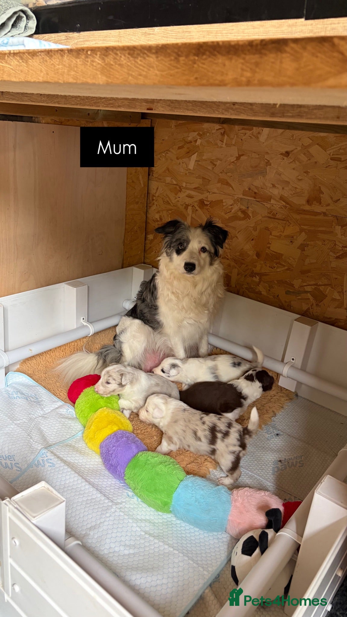 Border Collie dogs Beautiful Border collie puppies - Advert 1