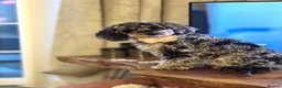 Mixed Breed dogs for sale: Toy / Mini  tiny puppies absolutely stunning!  - Advert 7