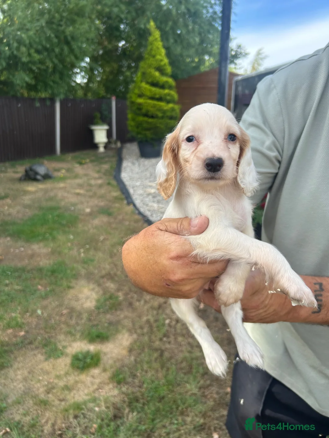 Cocker Spaniel dogs for sale: Cocker puppies - Advert 2
