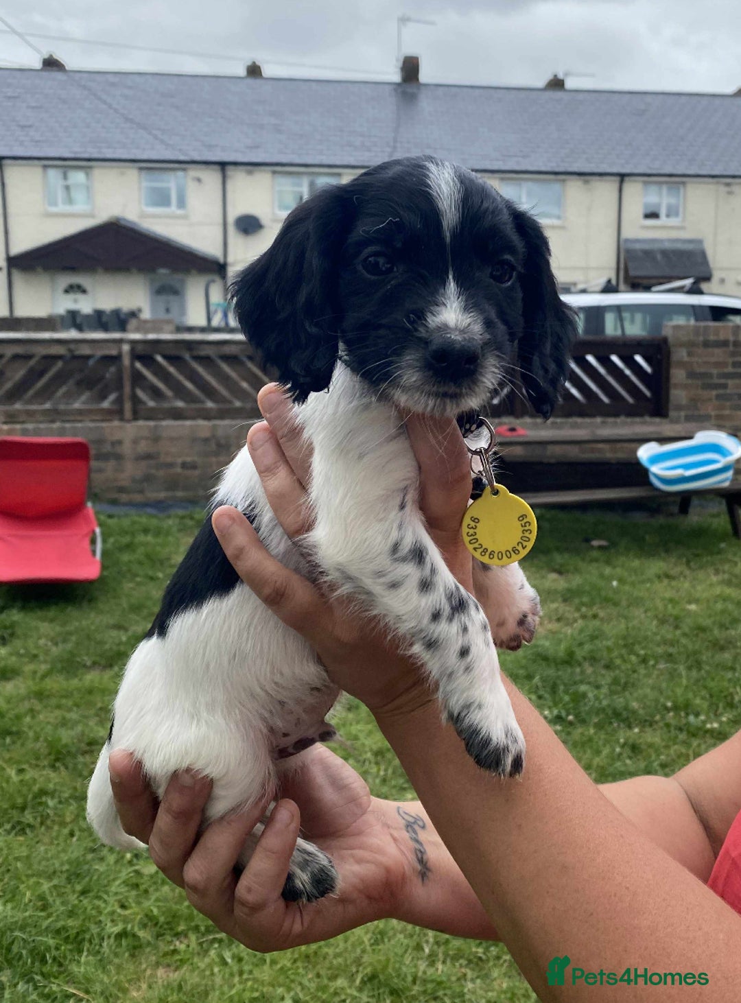 Cocker Spaniel dogs for sale: Cocker spaniel pups 3 male  - Image 1