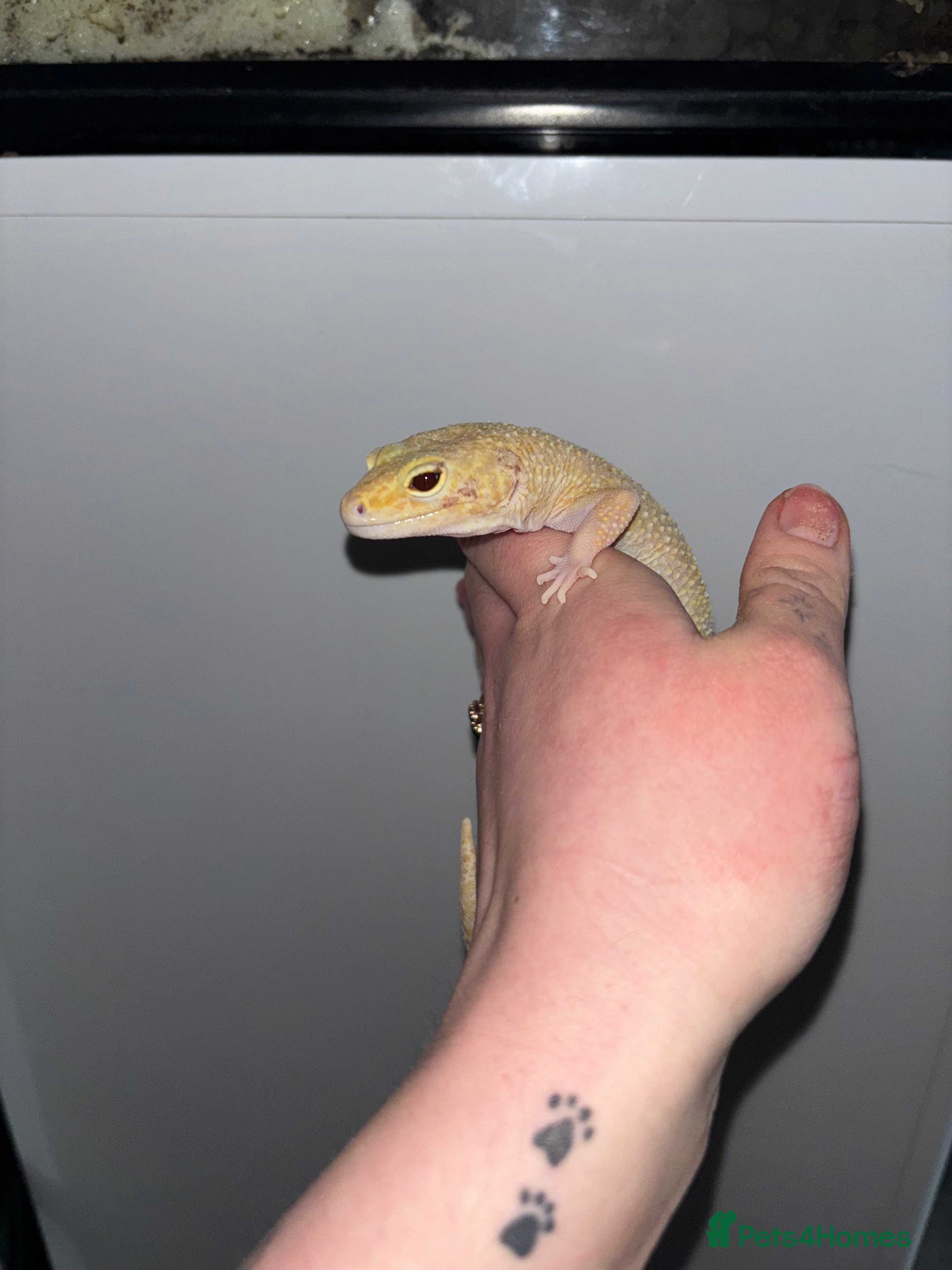 Gecko reptiles Various geckos available  - Advert 1