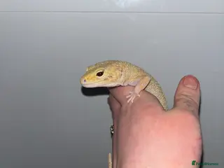 Gecko reptiles Various geckos available - Advert 1