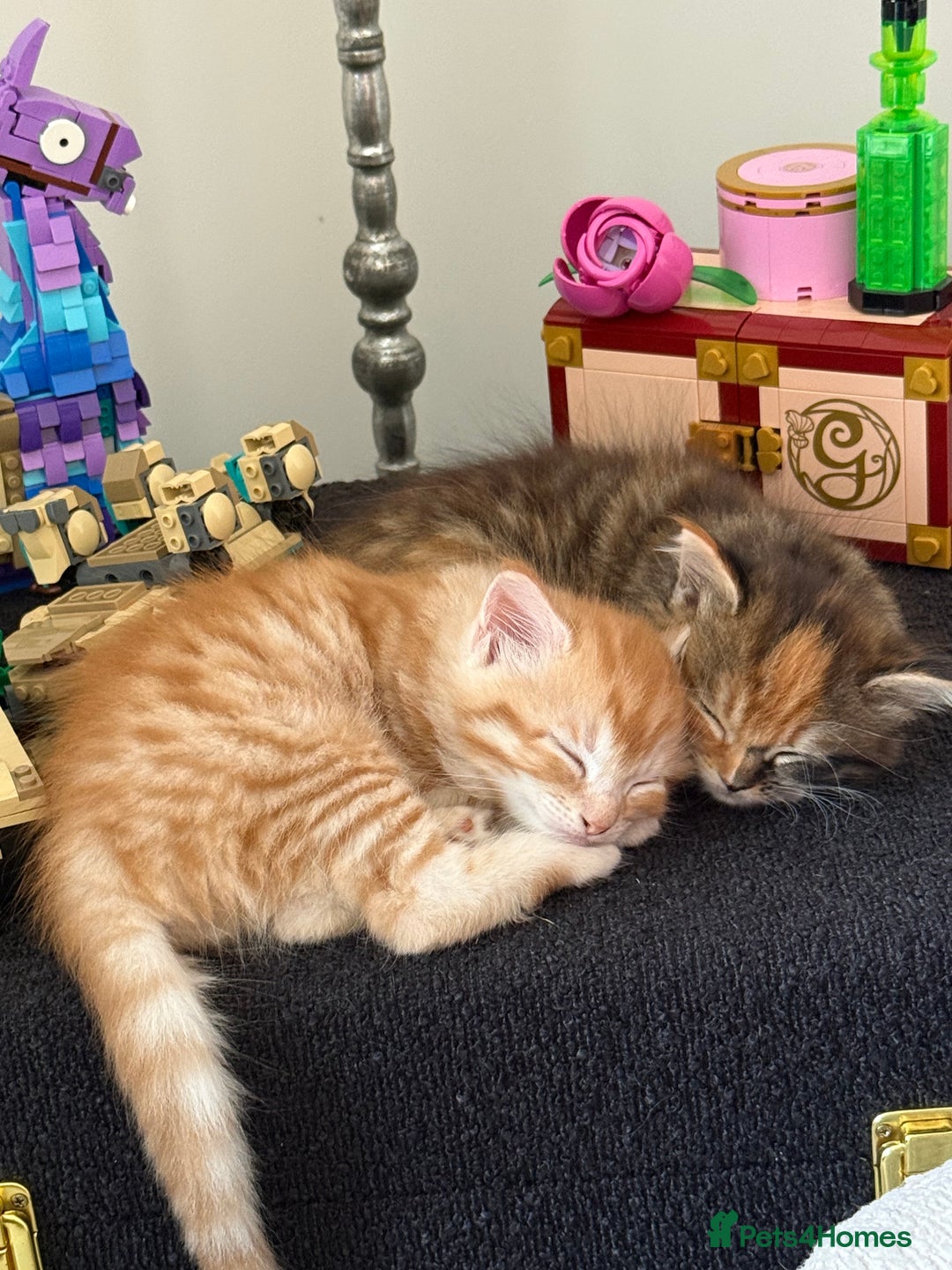 Mixed Breed cats for sale: One boy and one girl Kittens  - Image 4