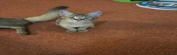 Chausie cats for sale: CHAUSIE f6  - Advert 4